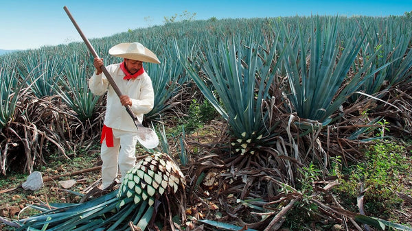 Tequila: A Journey Through Time